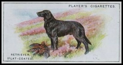 25PDS 24 Retriever (Flat Coated).jpg